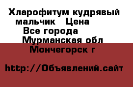 Хларофитум кудрявый мальчик › Цена ­ 30 - Все города  »    . Мурманская обл.,Мончегорск г.